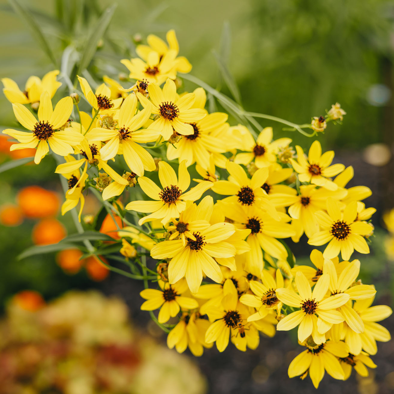 Bright yellow garden flowers blooming in a well-maintained landscape bed, Chicago suburbs.
