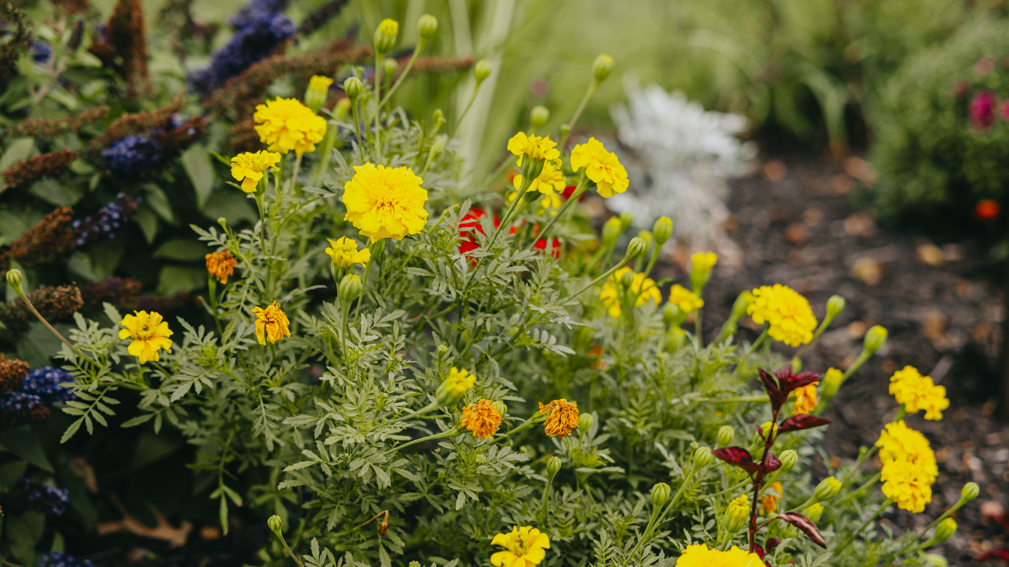 Bright yellow marigolds and garden flowers in a vibrant landscape bed, Chicago suburbs.
