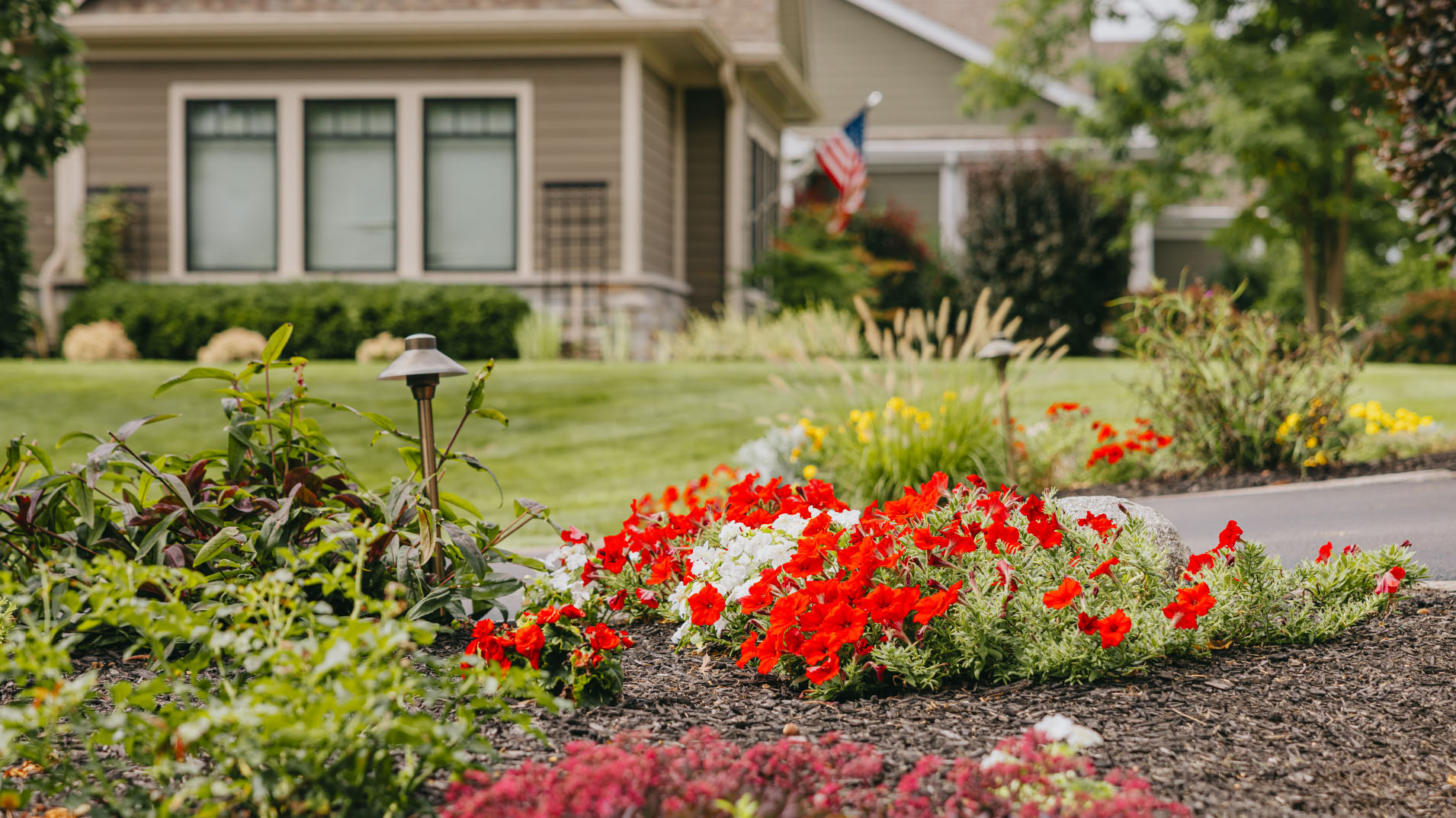 Bright red and white flowers blooming in front yard with fresh mulch