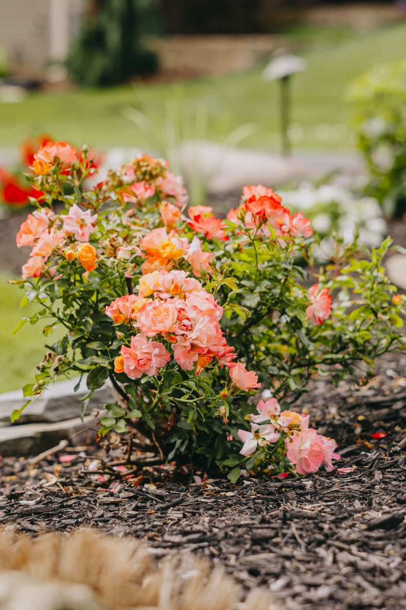 Peach and orange roses blooming in a freshly mulched flower bed