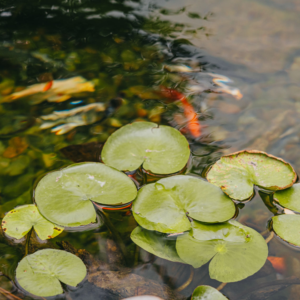 Close-up of green lily pads floating on a koi pond in a landscaped garden