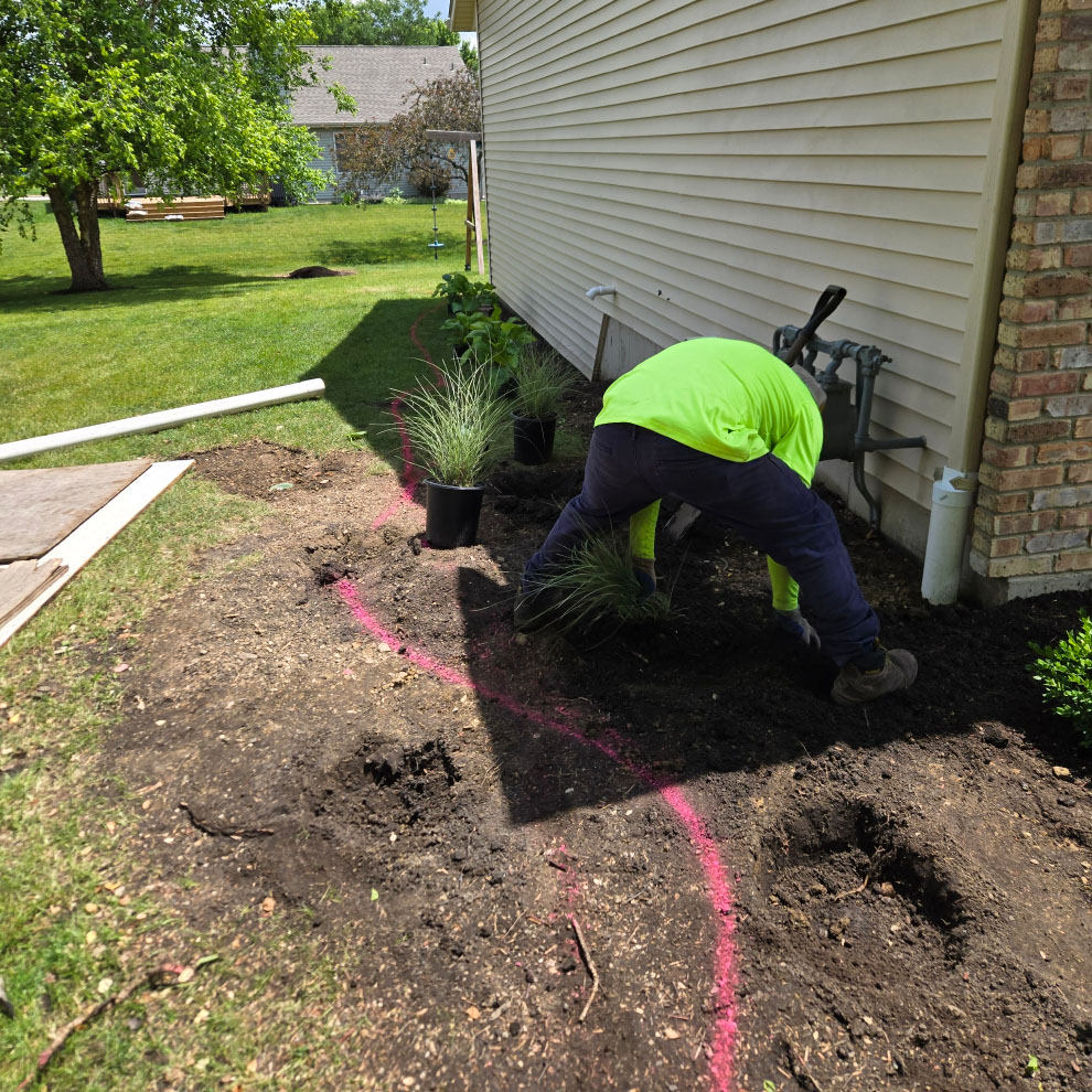 Landscaper planting ornamental grasses along a house foundation marked with curved pink guidelines.