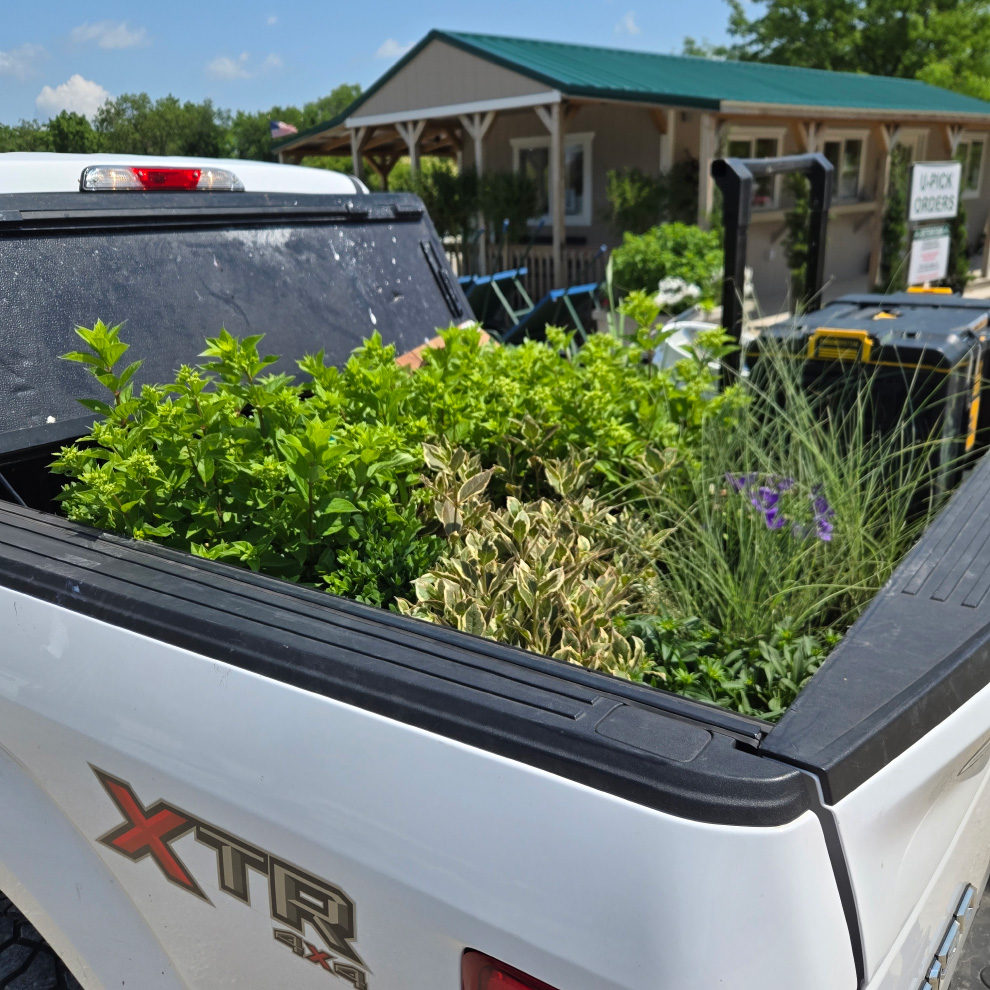 Truck bed filled with fresh greenery, ornamental grasses, and shrubs for a residential landscape design project.