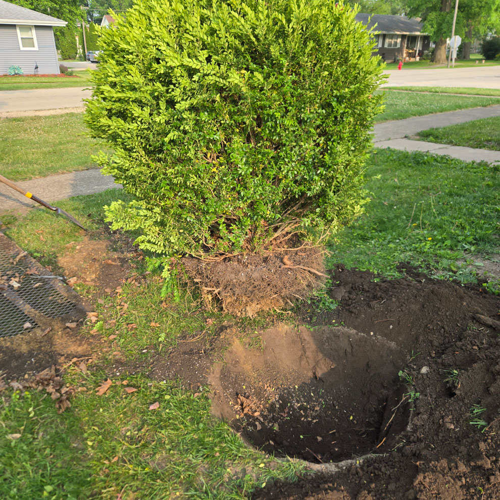 Close-up of a large shrub being uprooted with visible roots and soil, part of a garden bed removal process.