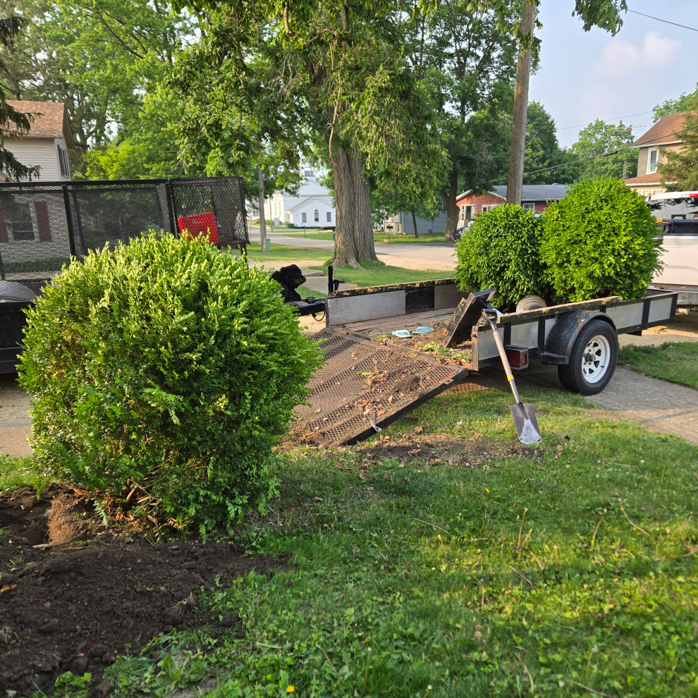 Landscape crew preparing shrubs for transport on a trailer after removal from the property.