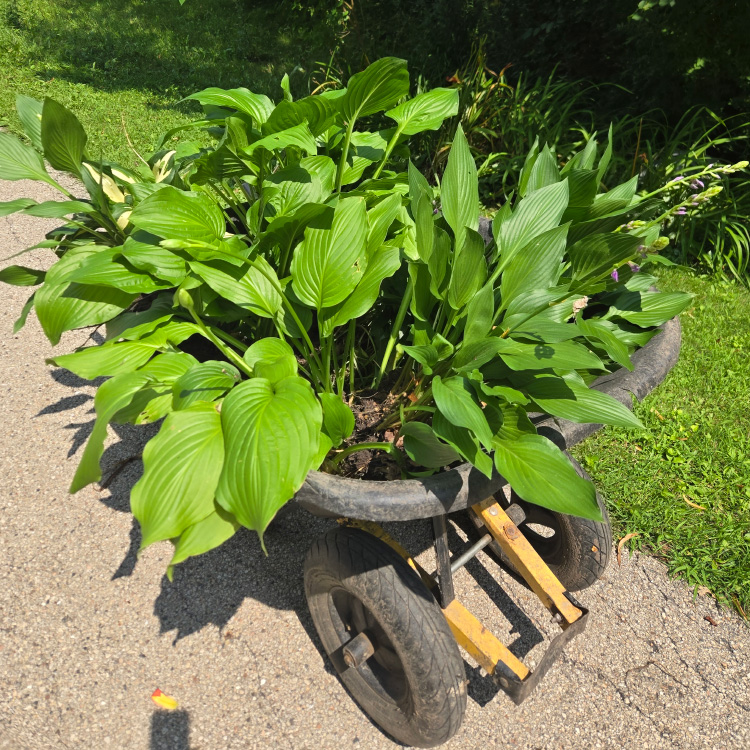 Wheelbarrow filled with lush green hosta plants ready for planting in the landscape.