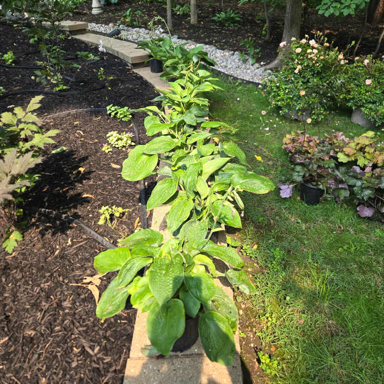 Freshly planted hostas and perennials arranged along a new retaining wall in a shaded yard.
