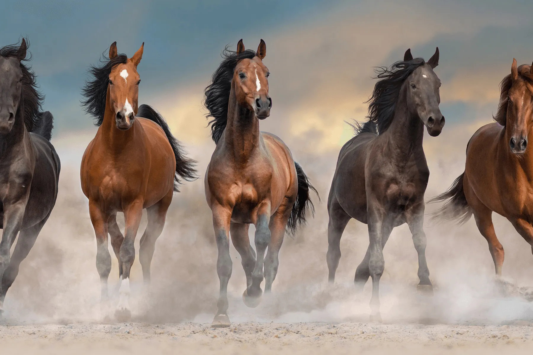 mustang