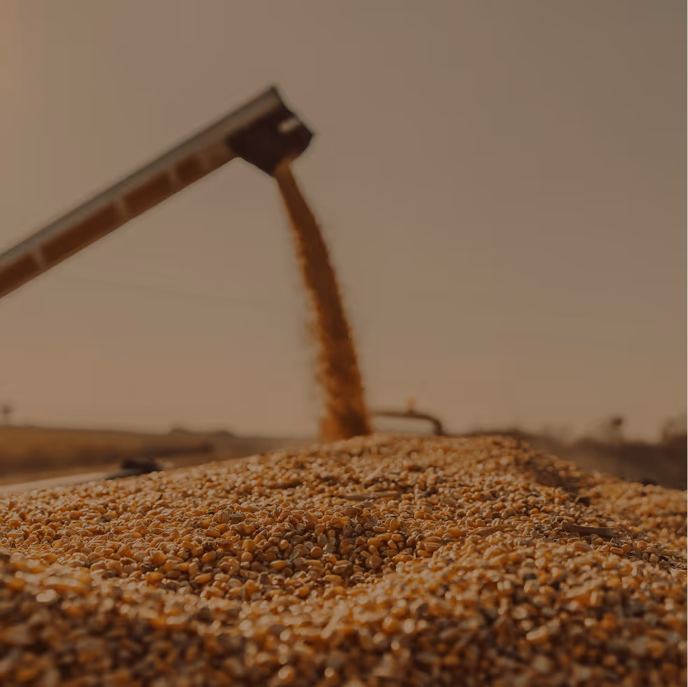 Harvested grain pouring from a chute onto a large pile in a field during harvesting.
