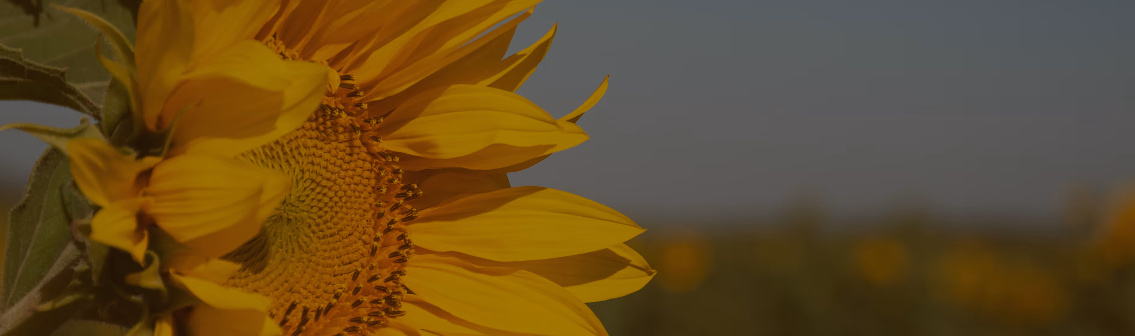 Close-up of a bright yellow sunflower with a blurred field and sky in the background.