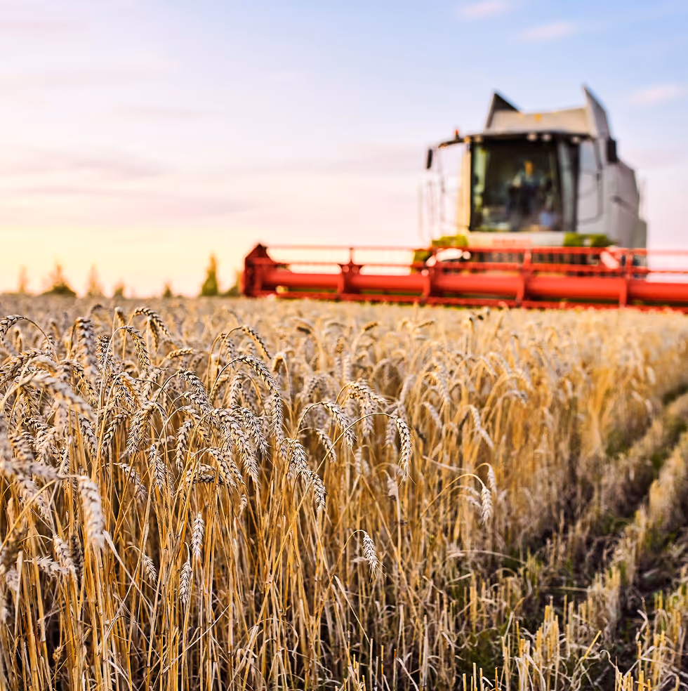 Close-up of ripe wheat heads in a field with a combine harvester blurred in the background at sunset.