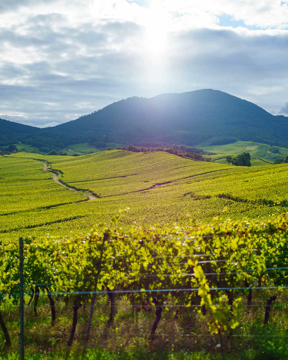 Vigne autour du Grand Ballon