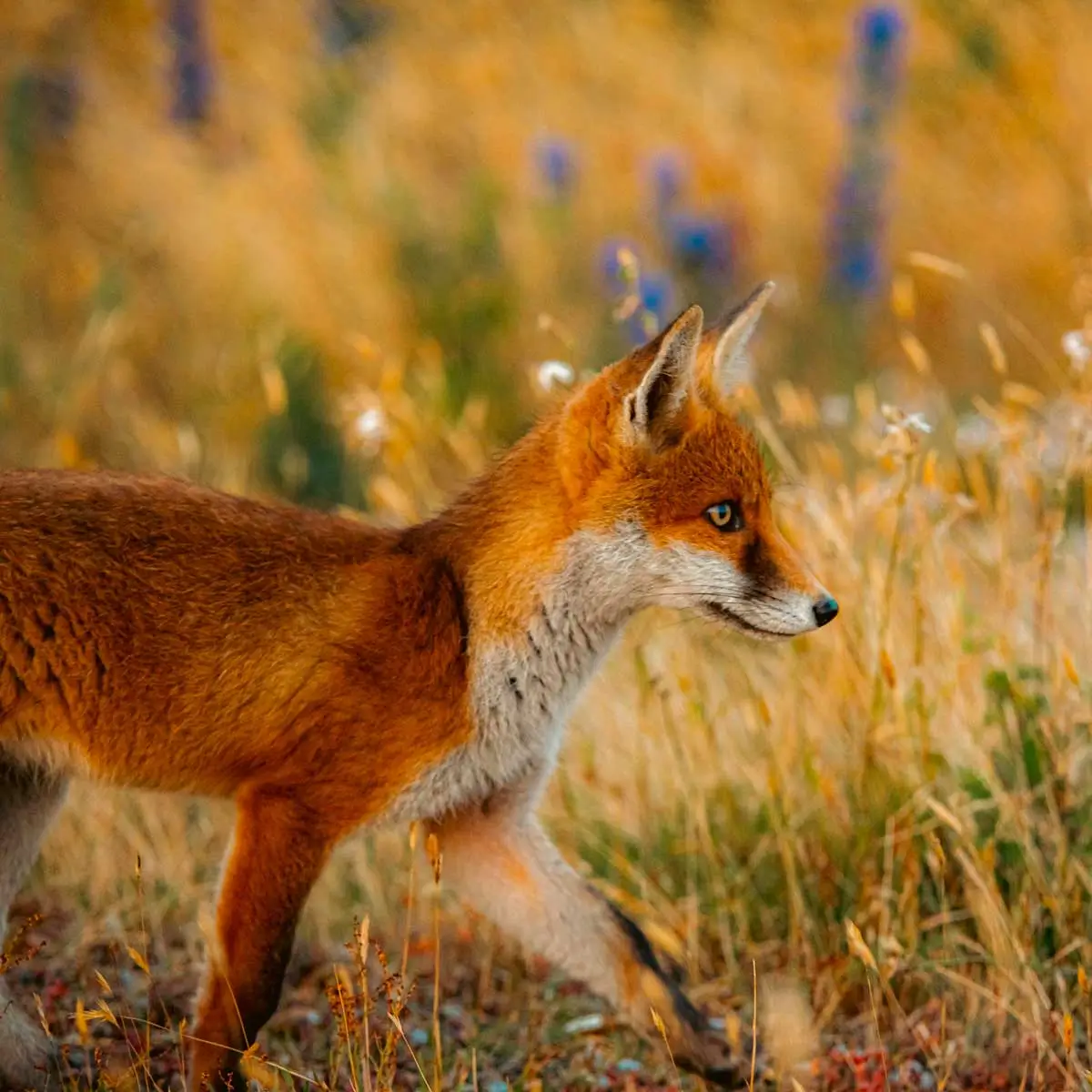 renard dans la faune