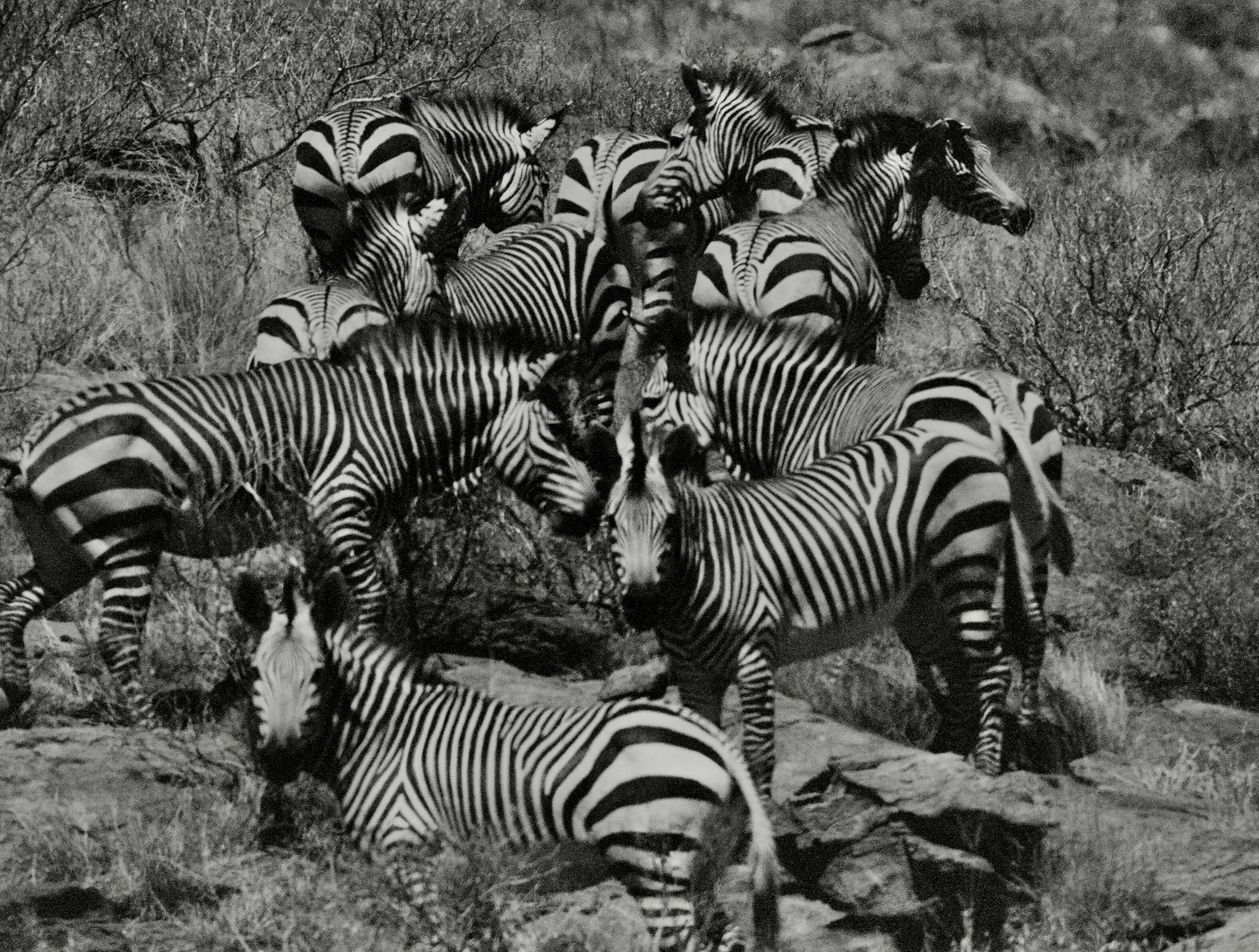 Afrique du Sud Le Therapist - 6