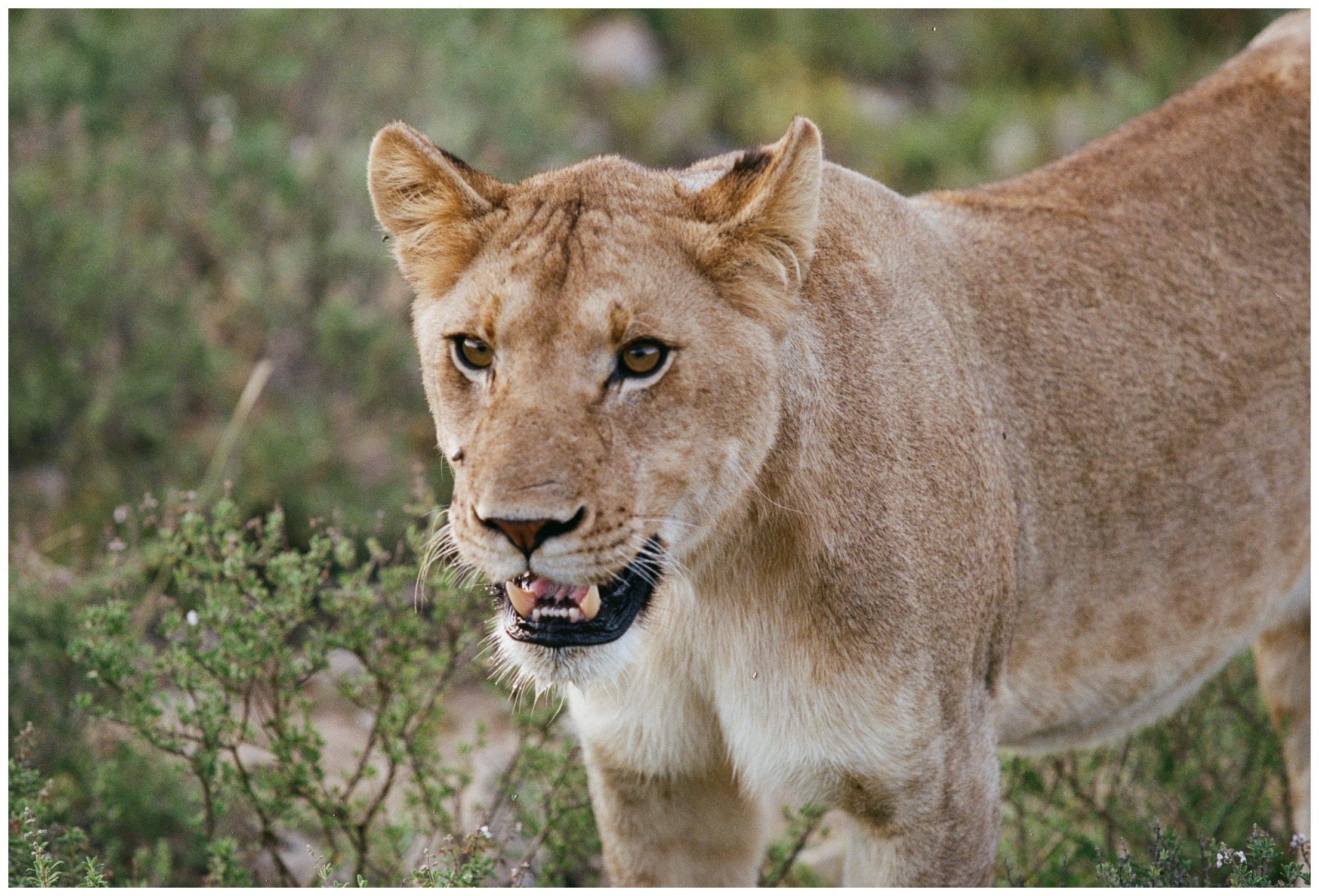 Botswana Le Therapist - 9