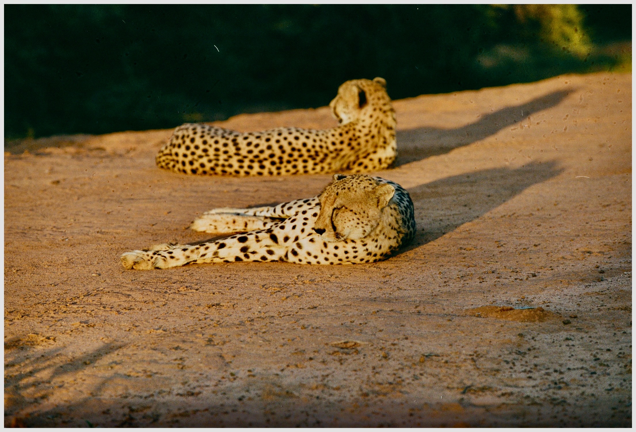 Botswana Le Therapist - 5