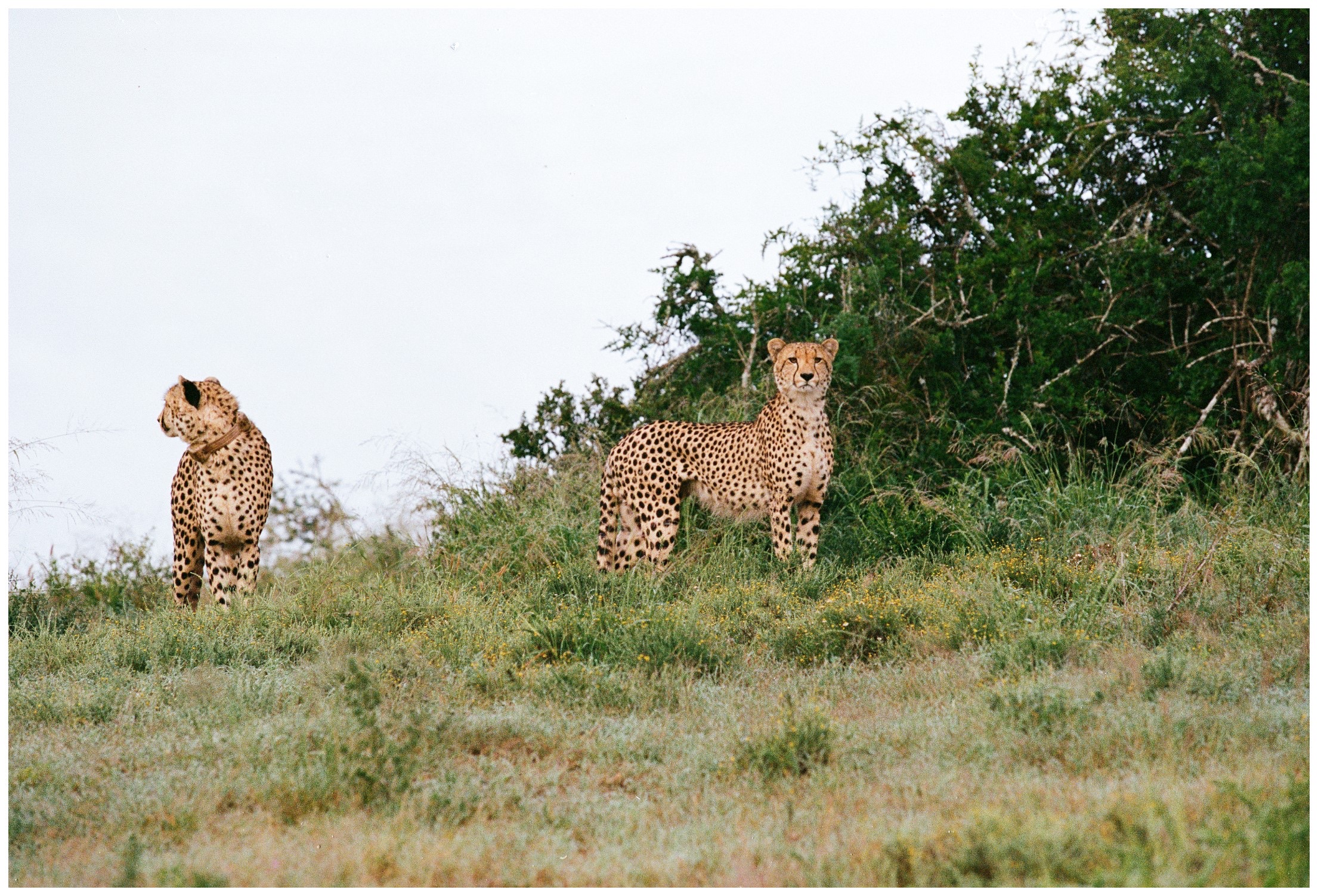 Botswana Le Therapist - 2