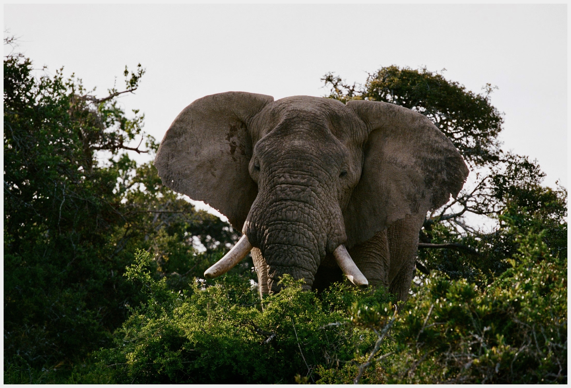 Botswana Le Therapist - 1