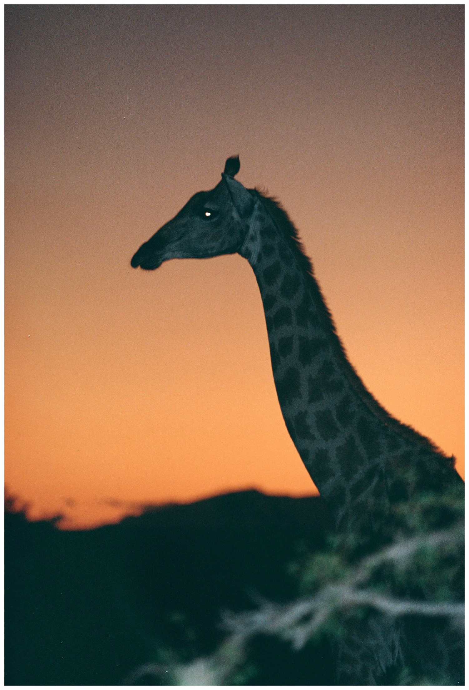 Zarafa Camp, Lagune Zibadianja