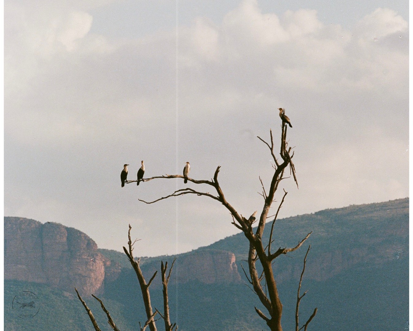 Botswana Le Therapist - 1