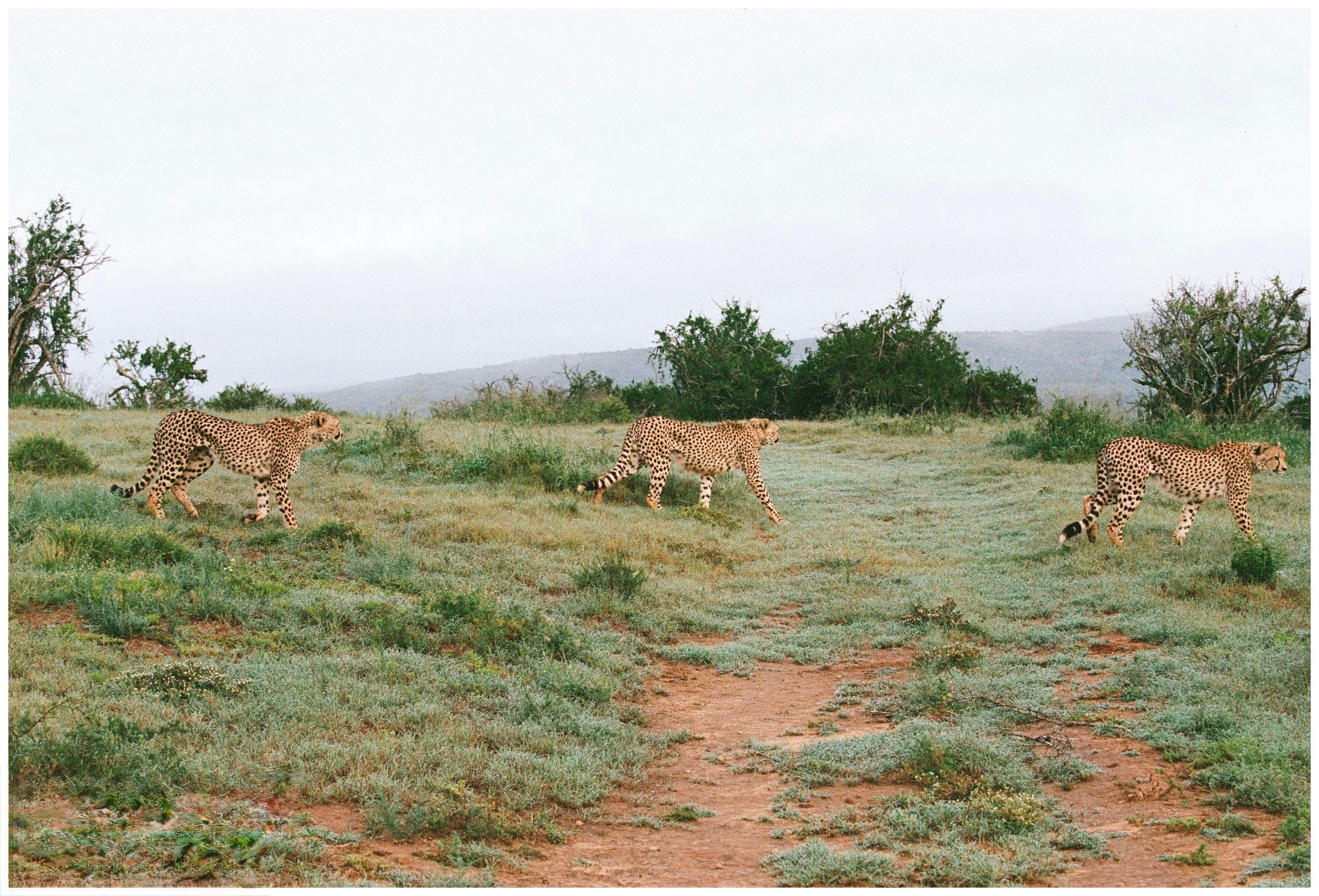 Botswana Le Therapist - 3