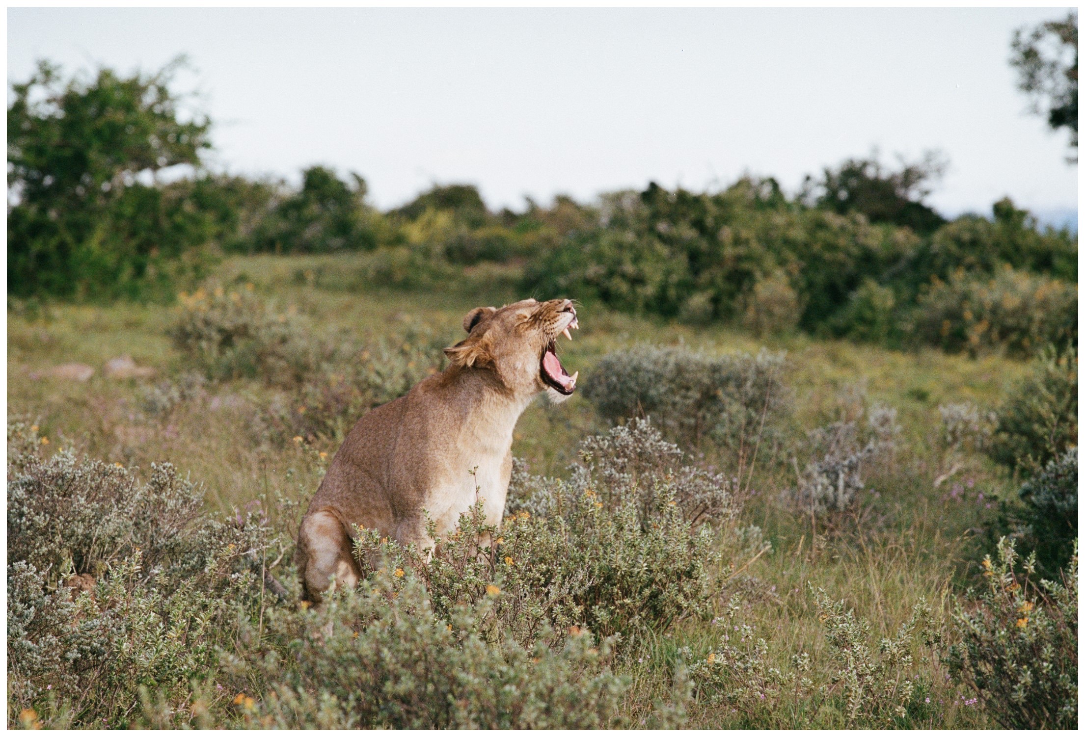 Botswana Le Therapist - 8