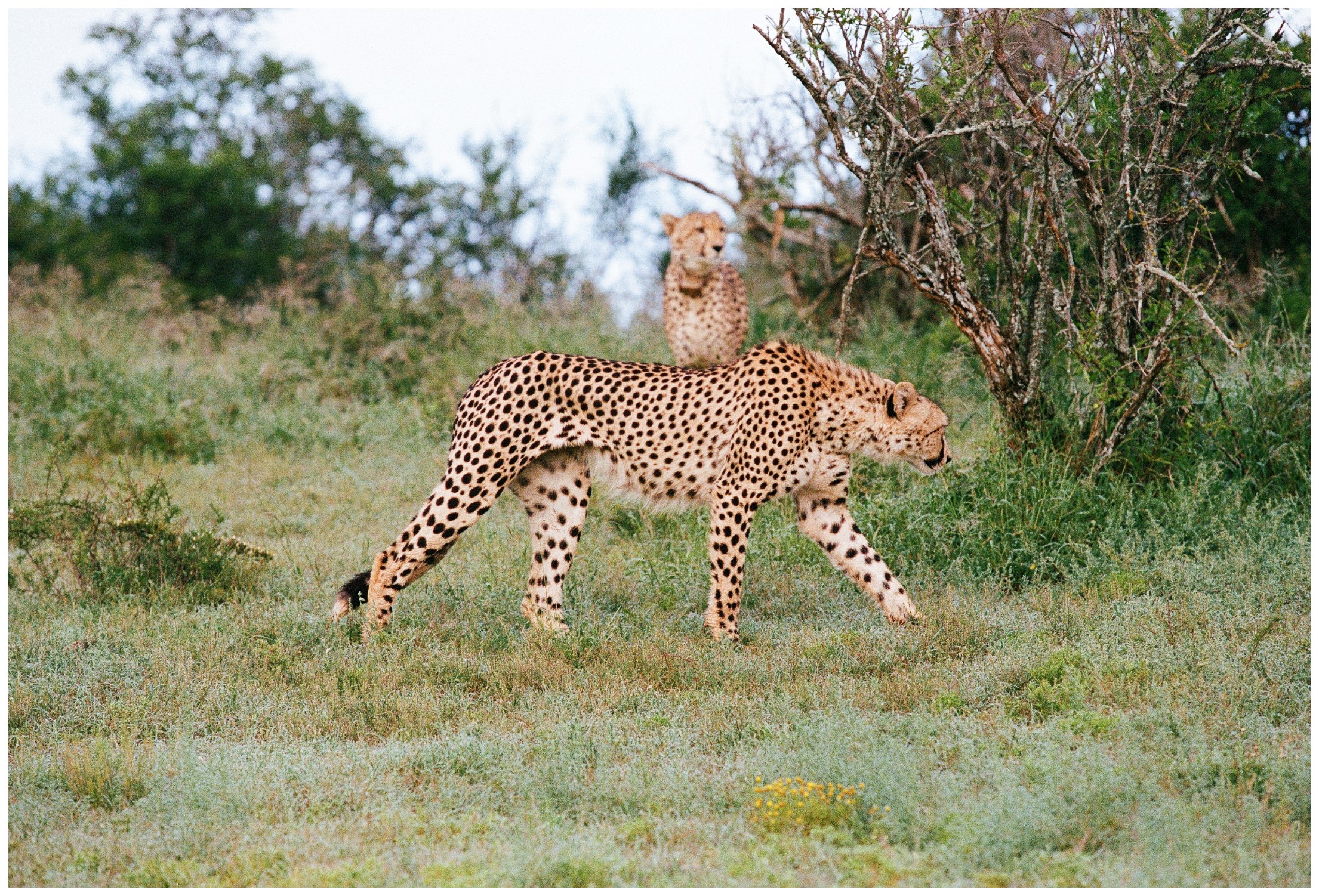 Botswana Le Therapist - 6