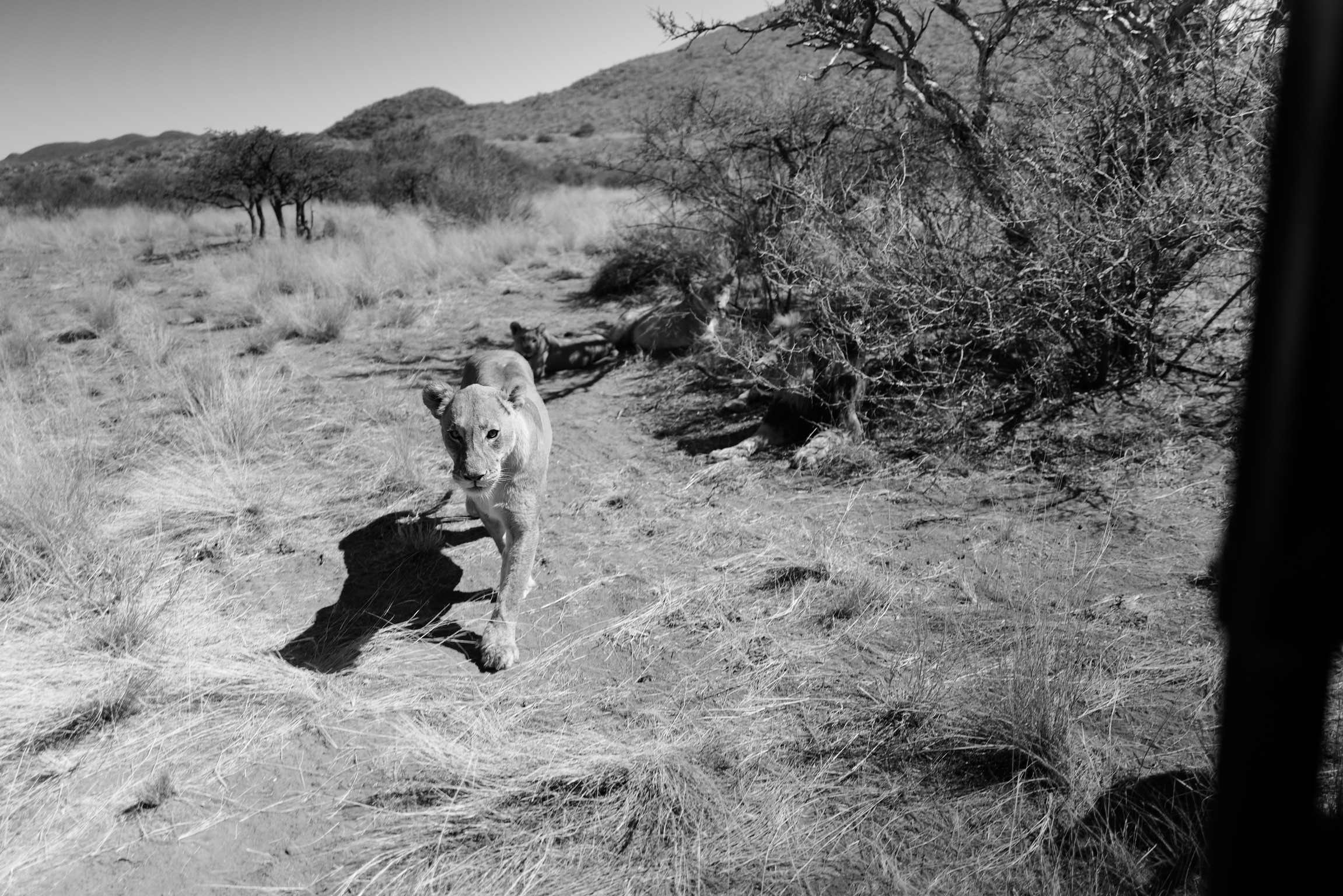 Zimbabwe Le Therapist - 4