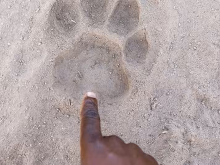 Léopard dans le parc de Luangwa, Zambie — Le Therapist
