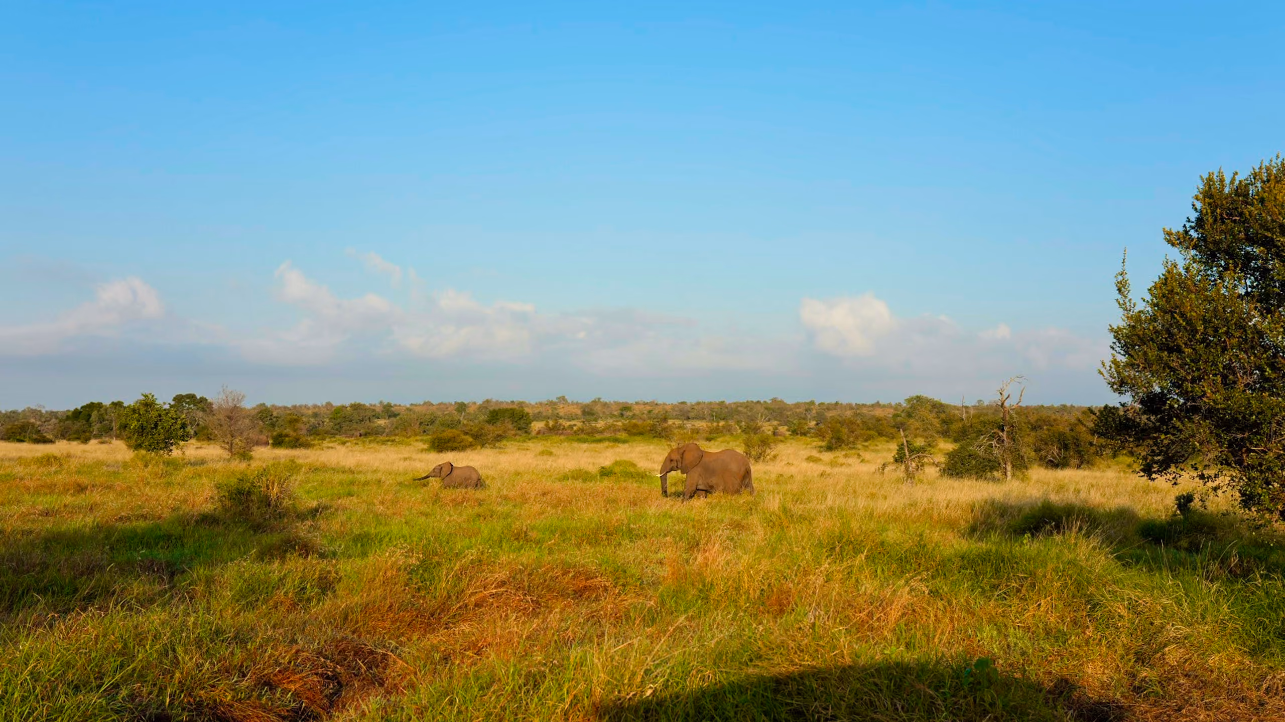 Un camp sous les acacias