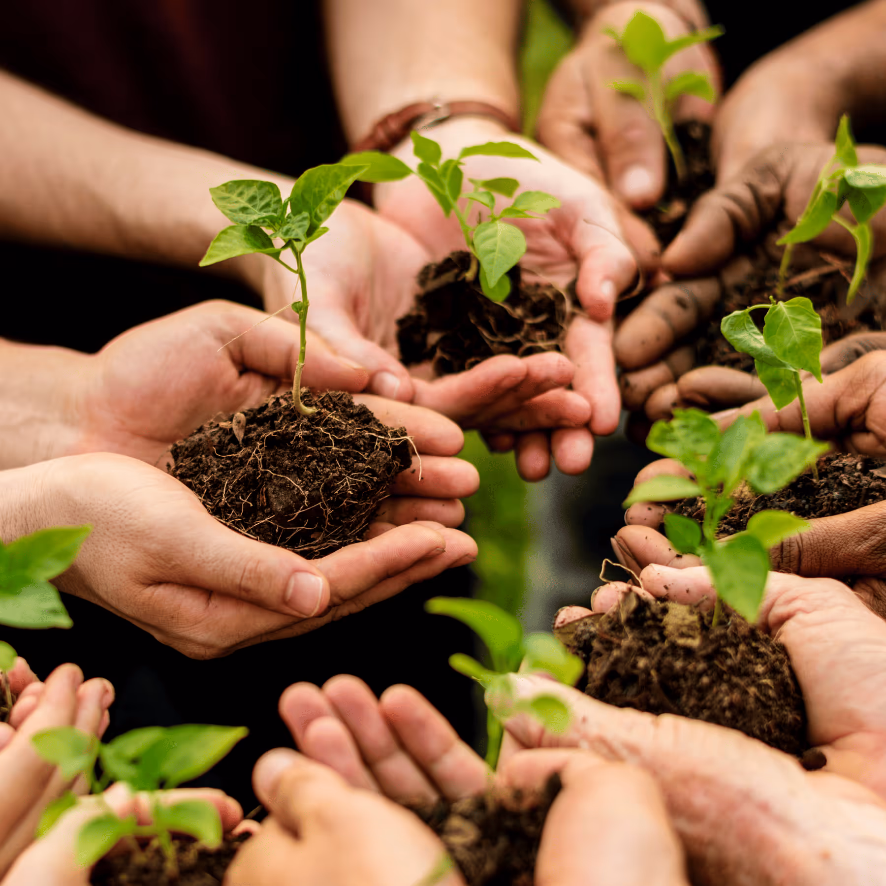 a group of hands holding dirt and a small plant