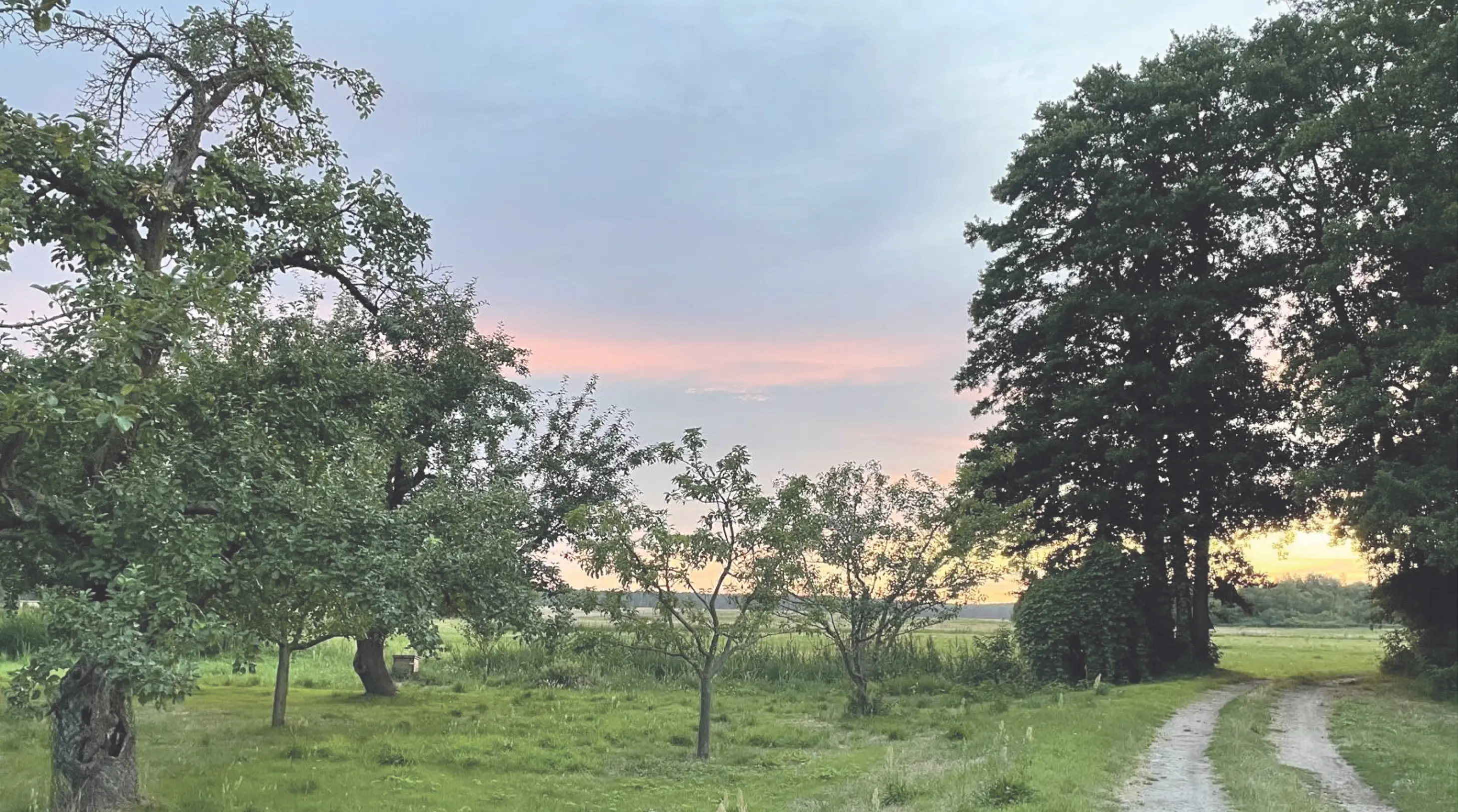 Umgebungsbild. Bäume, ein Weg, blau-rosa Himmel
