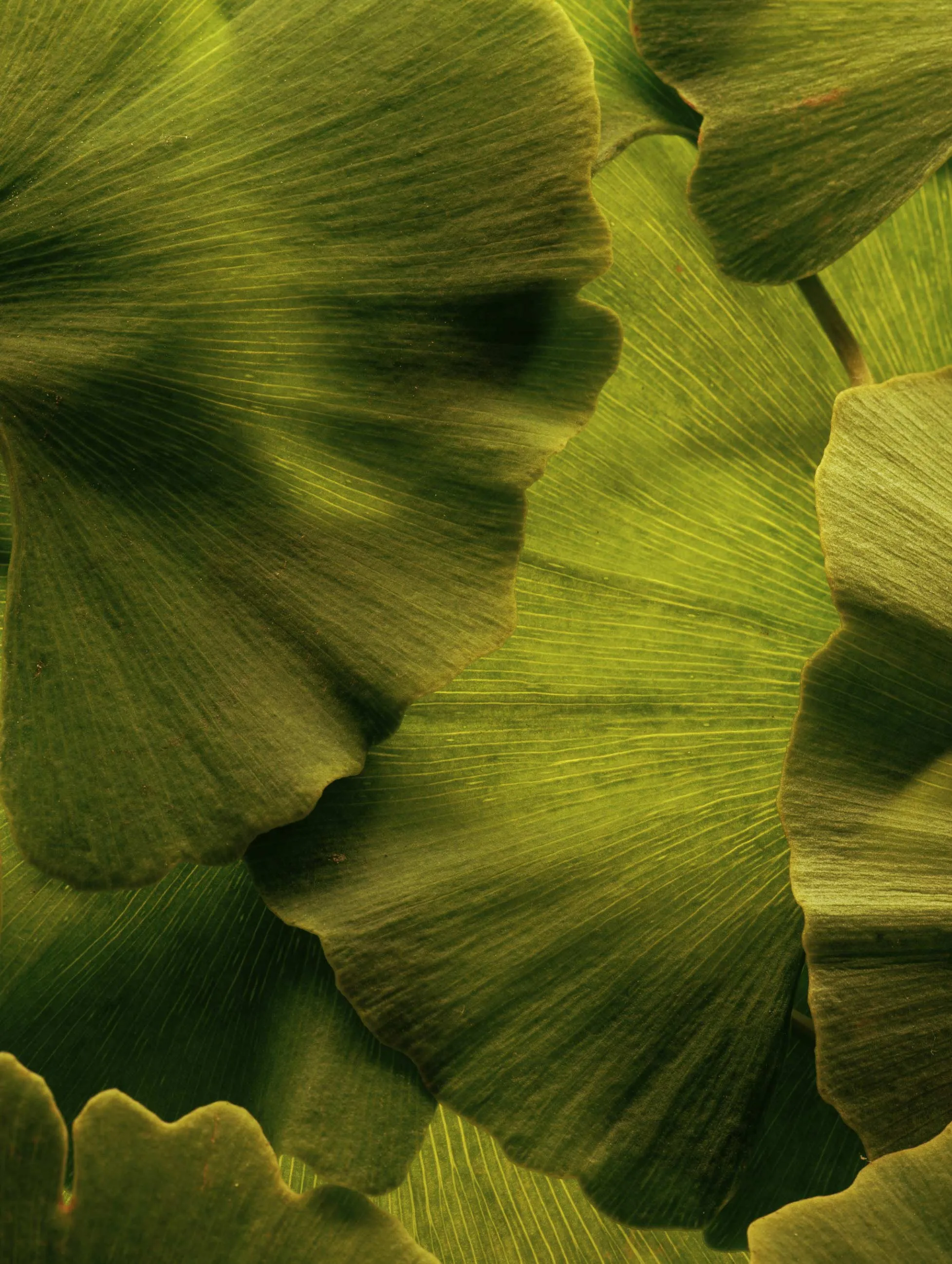 The Principles and Practices of Naturopathic Medicine