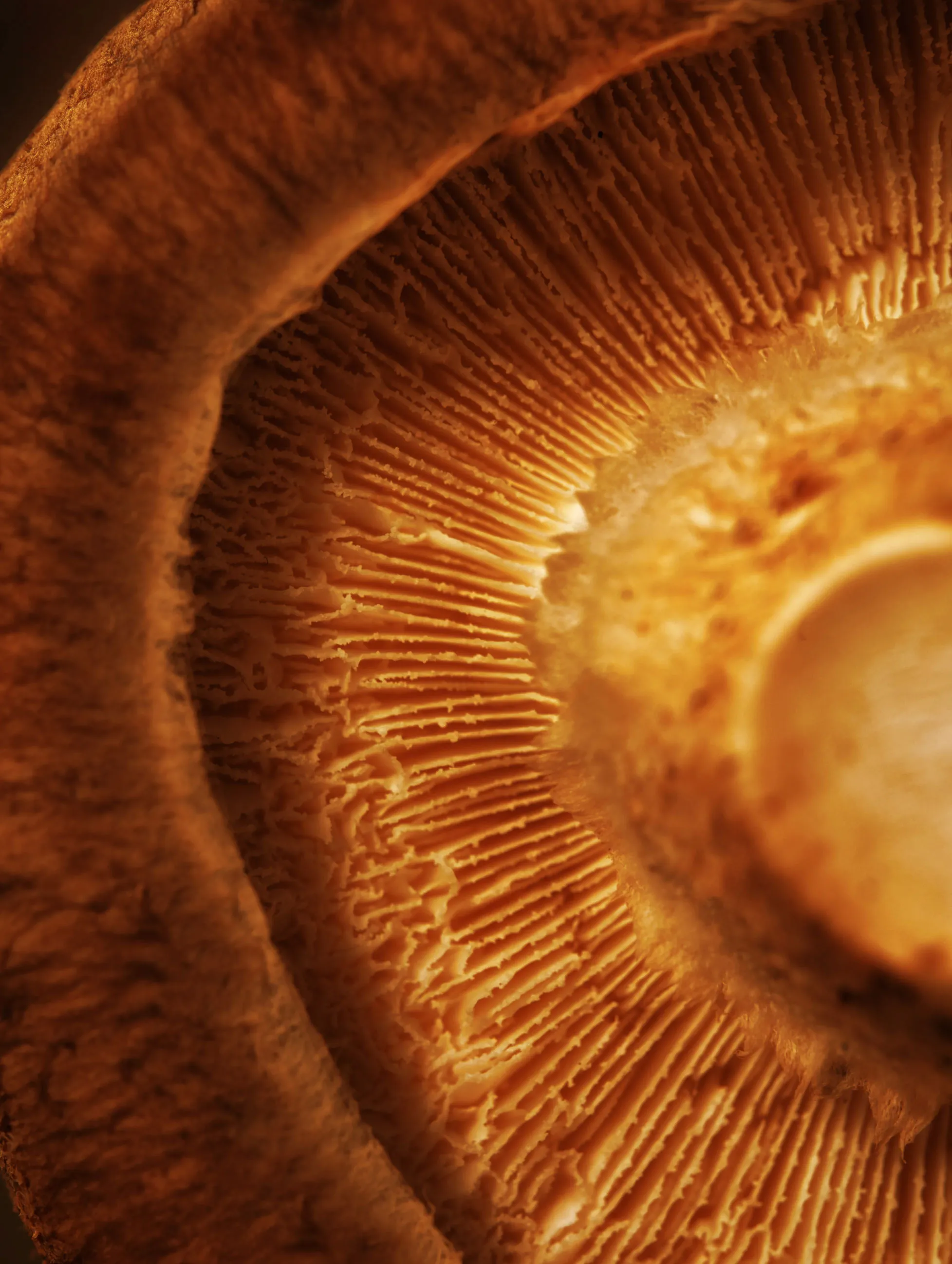 Turns Out Mushrooms Are Ridiculously Good for Chronic Illnesses
