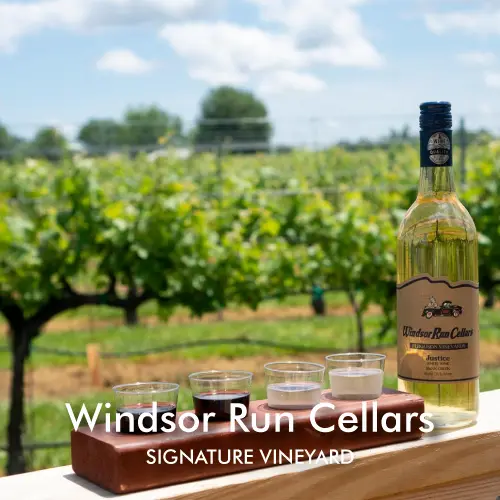 Wine barrels displayed at Windsor Run Cellars with vineyard rows and trees in the background.