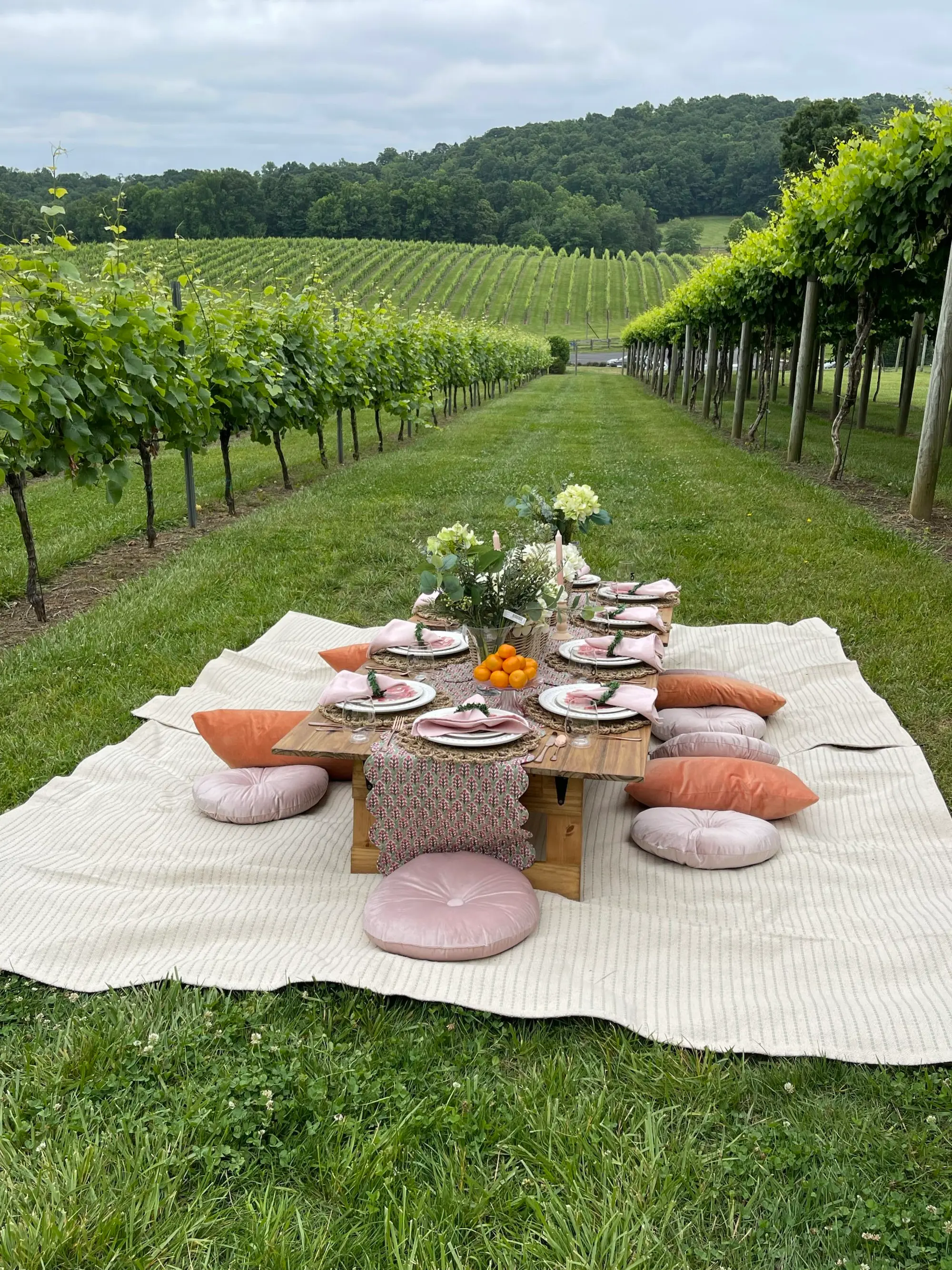 A picnic table is set up in a lush vineyard, surrounded by rows of grapevines under a clear blue sky.