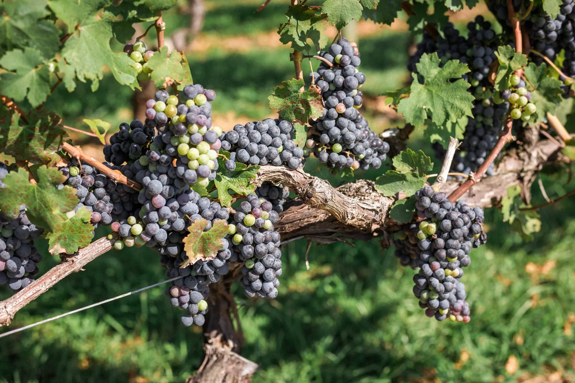Close-up of ripe purple grapes hanging from vineyard vines with green leaves in the background.