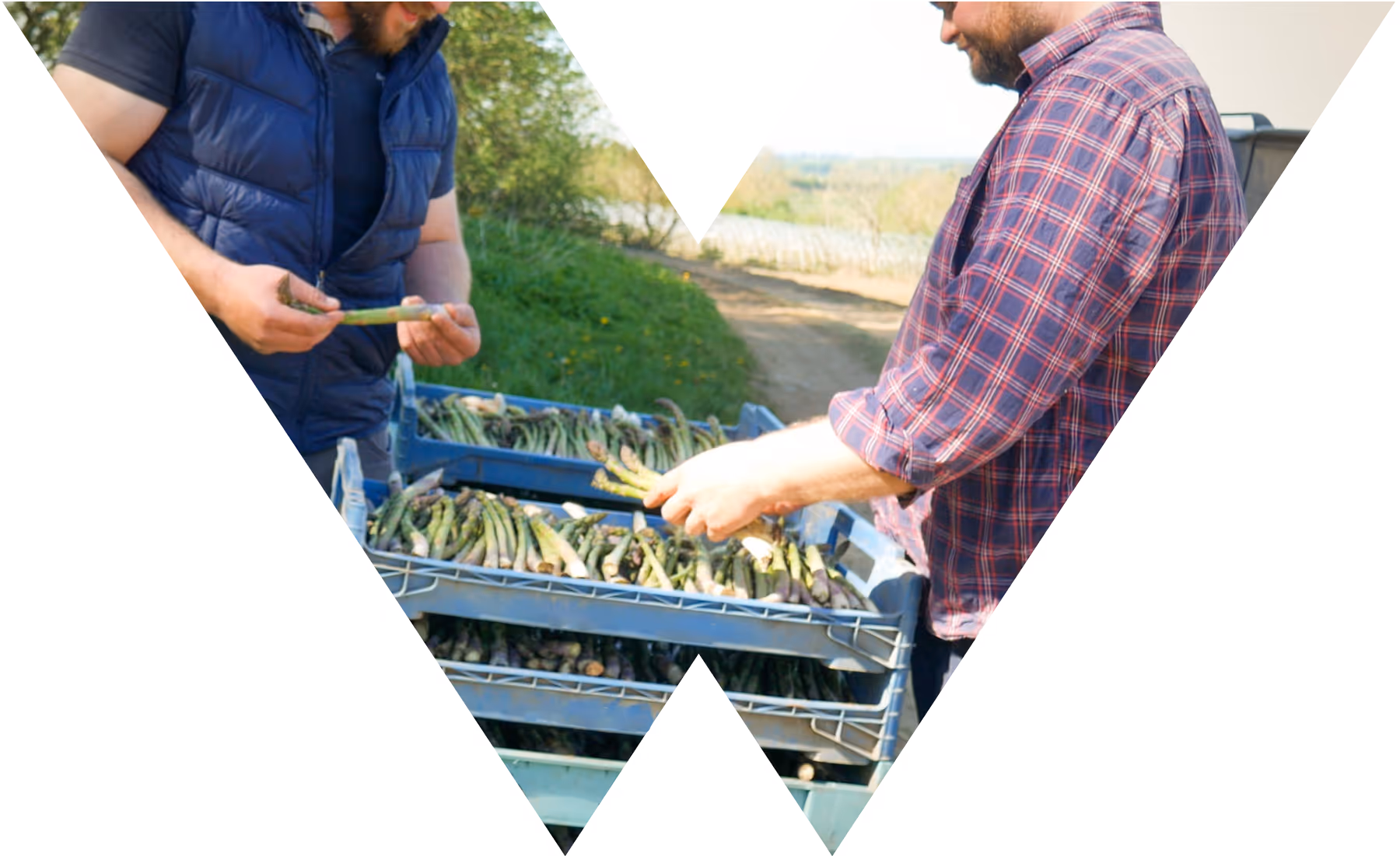 Scottish-Wholesale-Association men packing asparagus