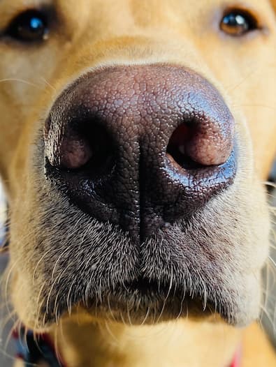 dog nose photo