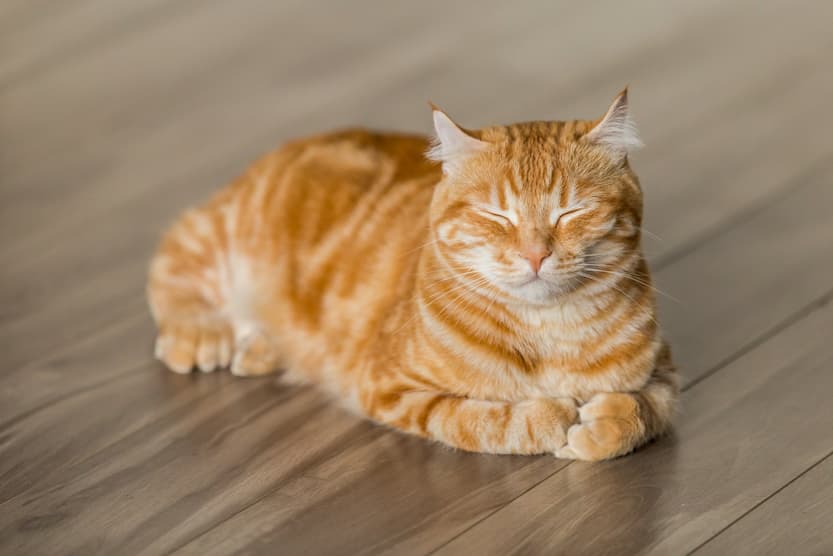 another cat photo