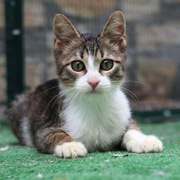 another cat photo