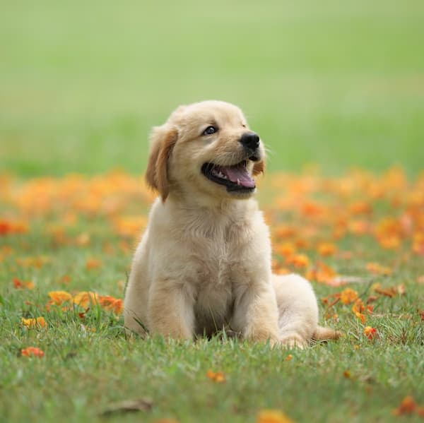 another dog photo