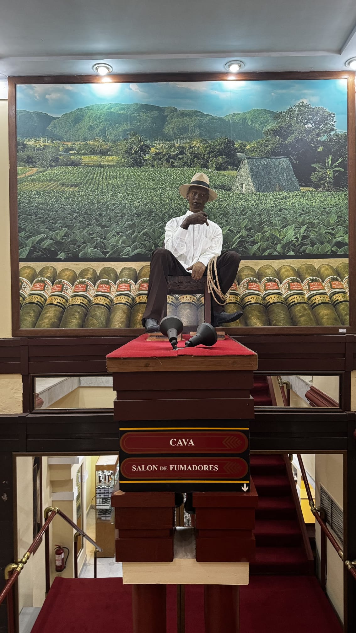 La Casa del Habano: Your Definitive Guide to Authentic Cuban Cigars in Havana
