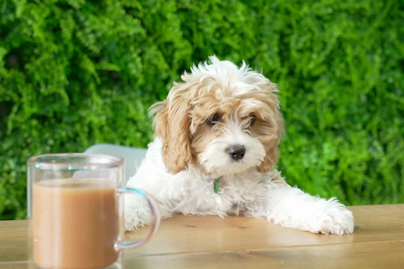 A Dog Sitting Behind a Table