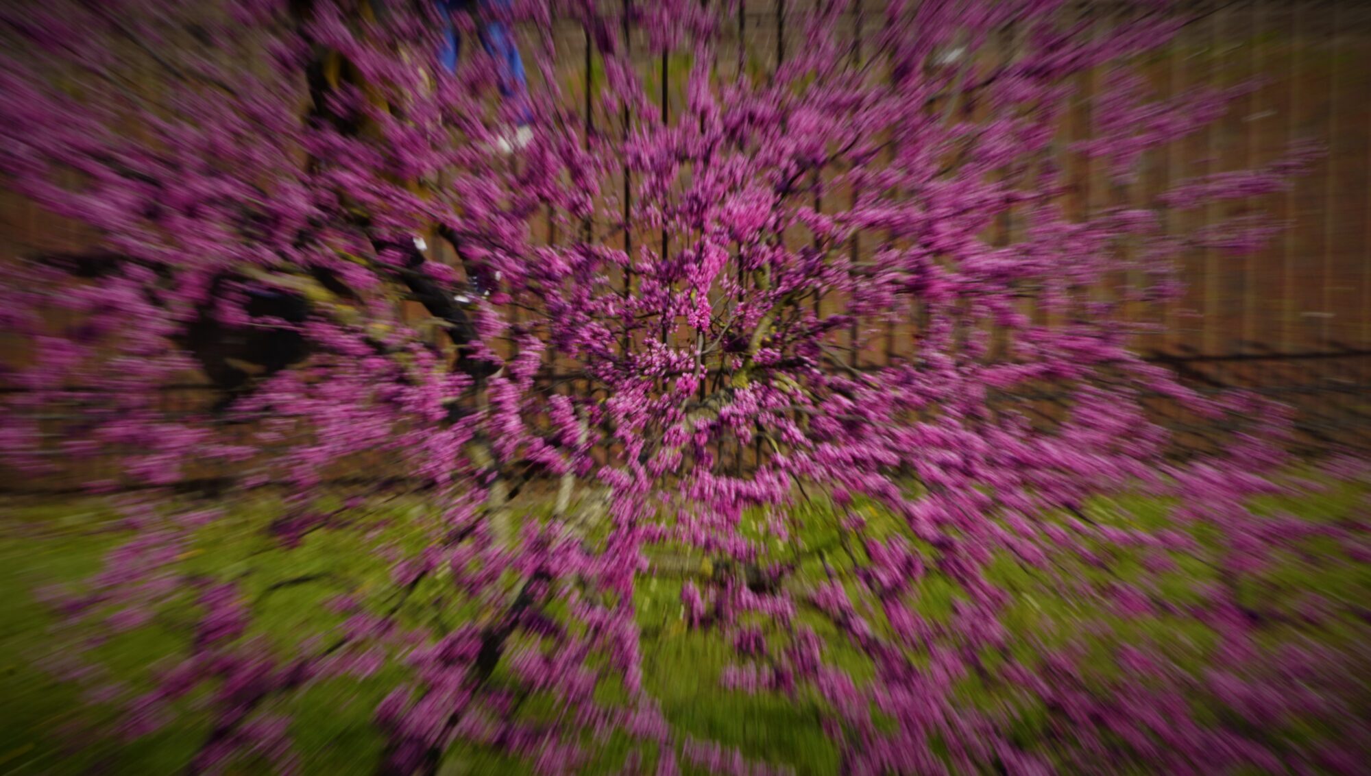 Illustrasjonsbilde av et tre