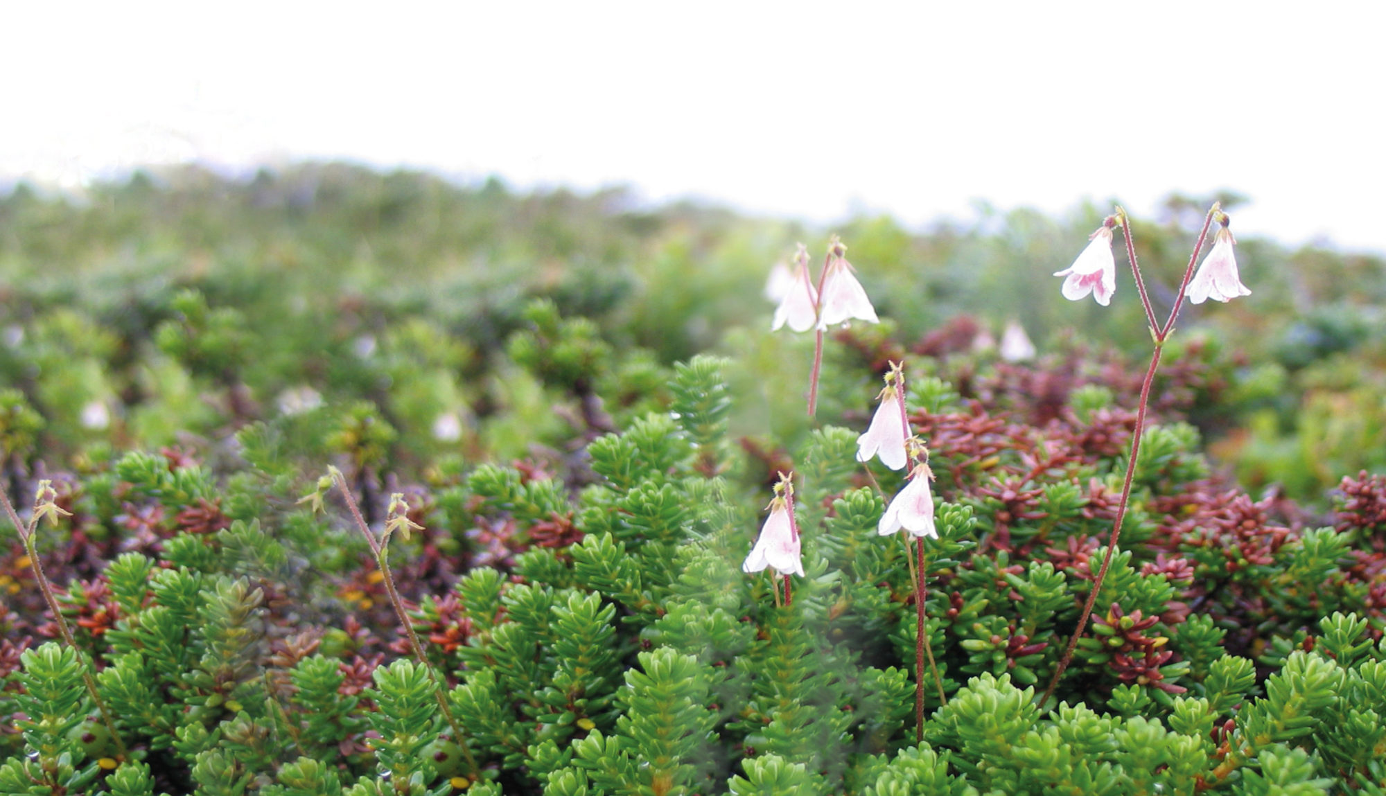 Illustrasjonsbilde av blomster