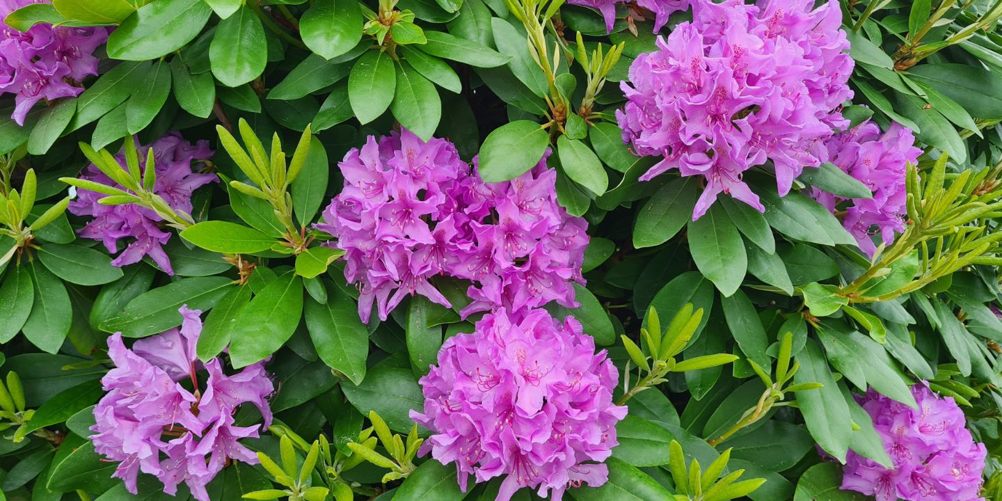 Illustrasjonsfoto av blomster