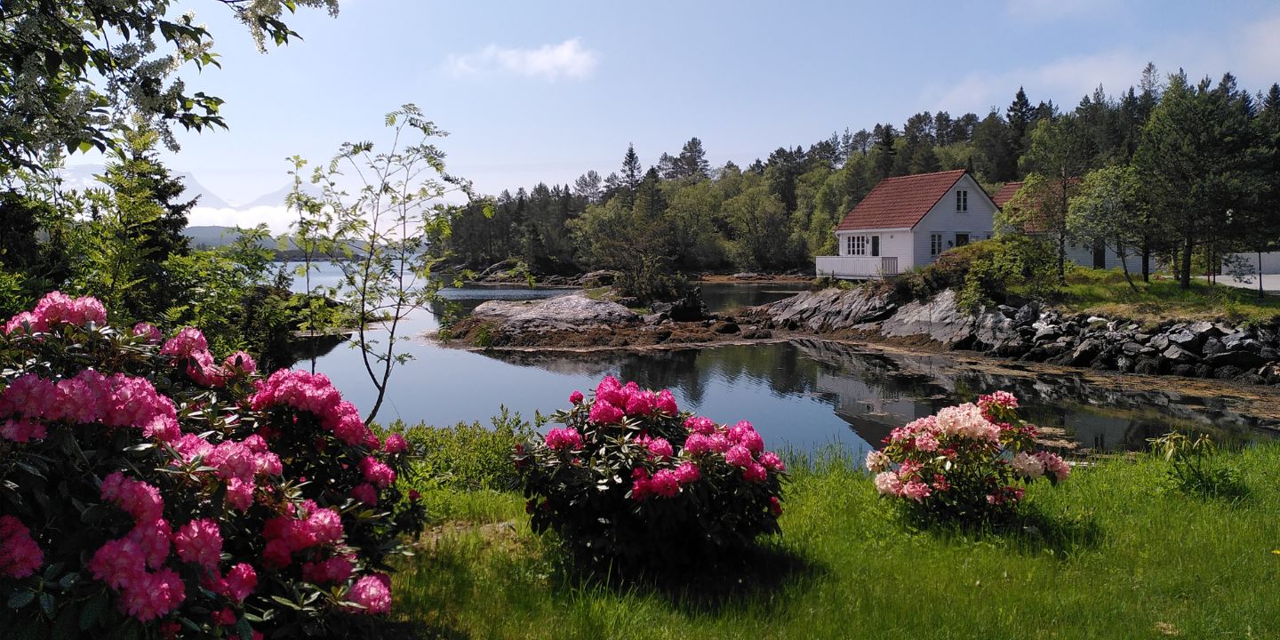 Sommerslig bilde av blomster i sjøkanten