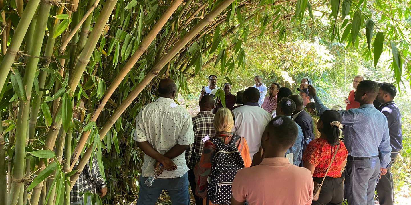 Bildet viser personer som ser på bambus-trær