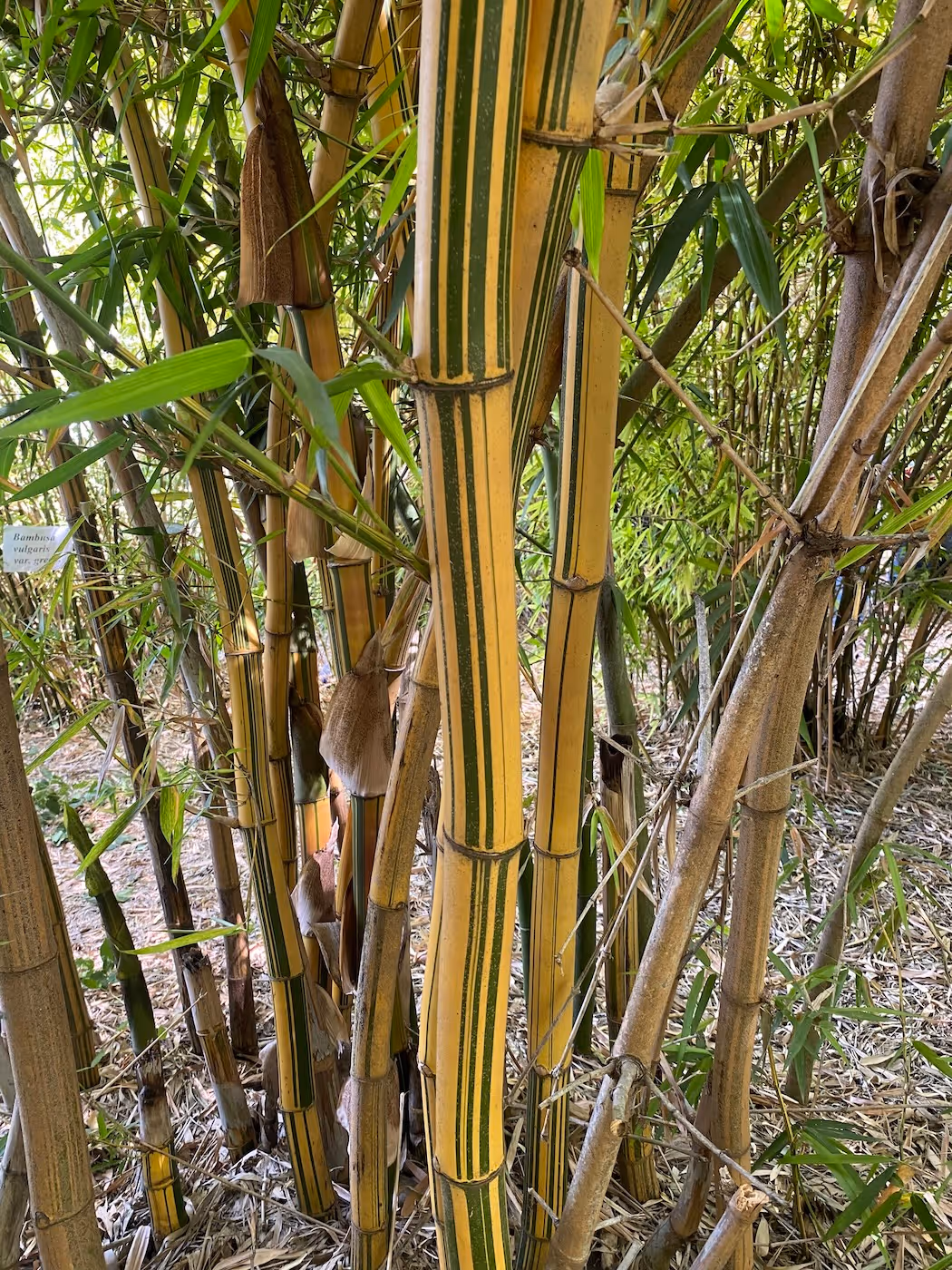 Bildet viser en bambus-stamme